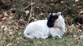 A sprig lamb on the descent from the Quantock Hills